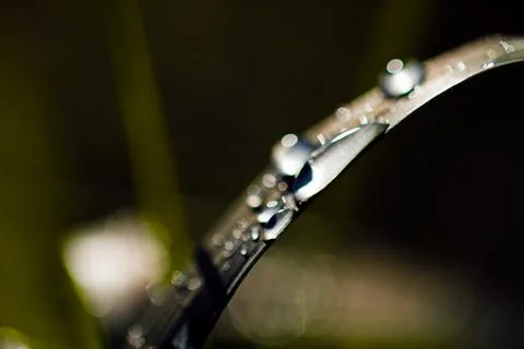 Shiny blade of grass Stock Photos