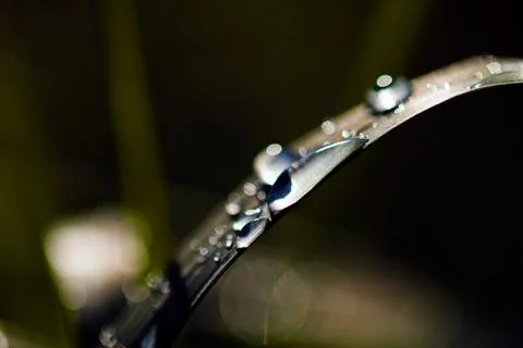 Shiny blade of grass Stock Photos
