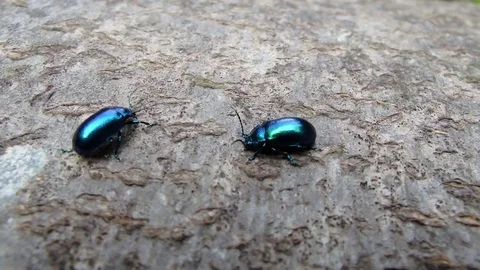 Shiny blue beetle Stock Footage 75316866