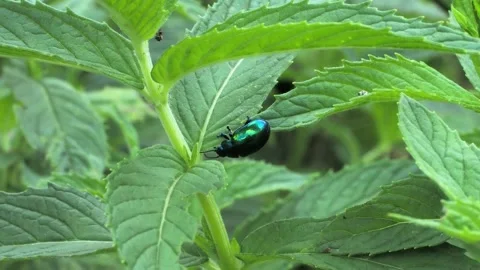 Shiny blue mint leaf beetle on green leaf with birdsong. Stock Footage 337951423