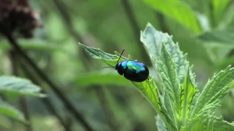 Shiny blue mint leaf beetle on green leaf, slow motion Stock Footage 337951696