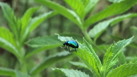 Shiny blue mint leaf beetle on green leaf, slow motion Stock Footage 337951701