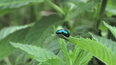 Shiny blue mint leaf beetle on green leaf, slow motion Stock Footage 337951704