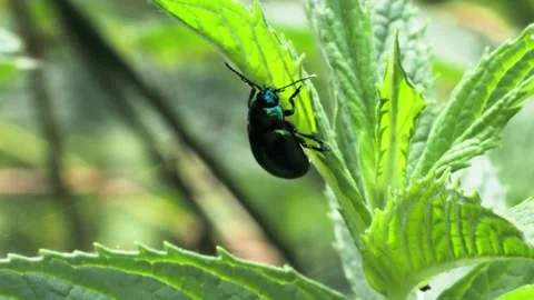 Shiny blue mint leaf beetle on green leaf with birdsong. Stock Footage 337951761
