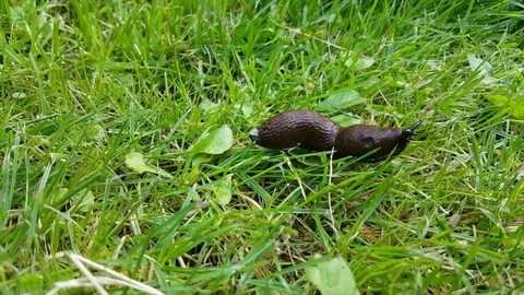 Shiny brown slug with slime on behind moves on grass, slime sticks to grass 스톡 동영상 78696950