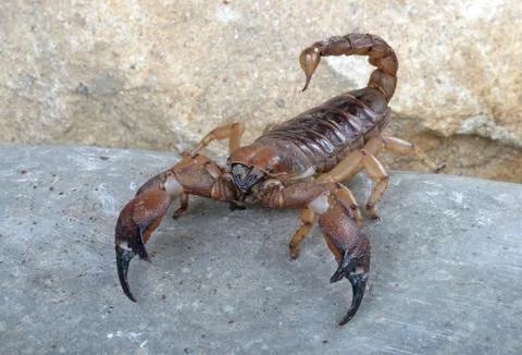 Shiny Burrowing Scorpion Stock Photos