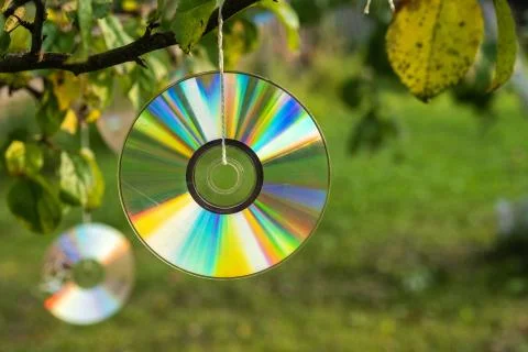 Shiny CD disc suspended from a tree branch in the sunlight. Stock Photos
