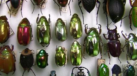 Shiny colorful beetles macro at insect fair slow pan Video stock 47672393
