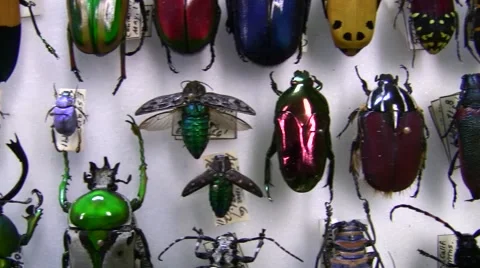 Shiny colorful beetles macro at insect fair slow pan Video stock 47673736