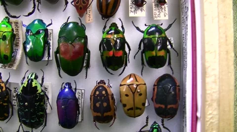 Shiny colorful beetles macro at insect fair slow pan Stock Footage 47673860