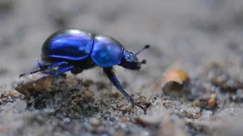 Shiny Colorful Forest Beetle Bug Walking on Sand in Woods Close Up 動画素材 116631349