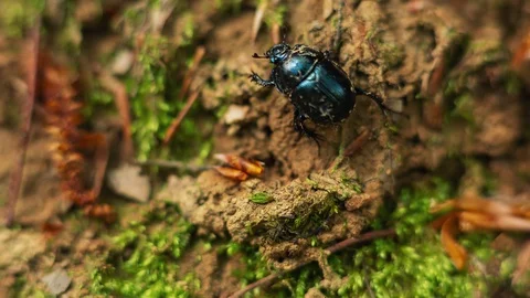 Shiny Colorful Forest Beetle Bug Walking on Soil in Woods, Macro Stock Footage 128548660