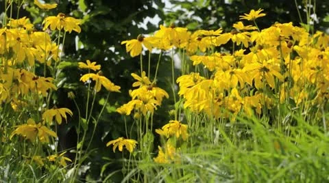 Shiny cone flower (Rudbeckia nitida 'Juligold') Stock Footage