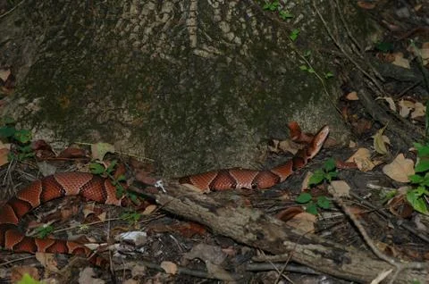 Shiny Copperhead Stock Photos