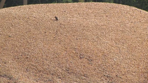 Shiny corns. dry corn grain. Bulk of corn grains. Sparrow pecks grain. Stock Footage 116010748