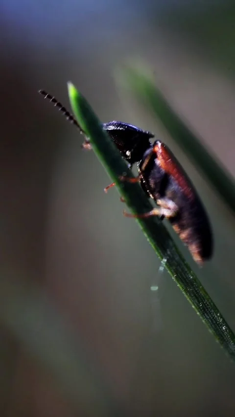 Shiny Dark Beetle Perched on Narrow Blade of Grass Video stock 340037414
