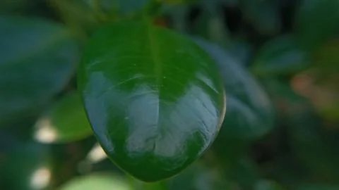 Shiny Dark Green Leaf, Close-Up Foto stock