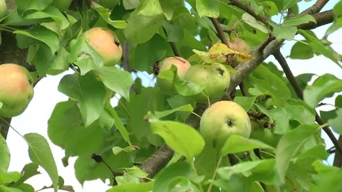 Shiny delicious apples hanging from a tree branch in an apple orchard Stock Footage 100331184