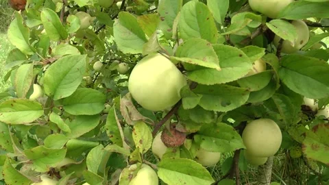 Shiny delicious apples hanging from a tree branch in an apple orchard Video stock 100331819