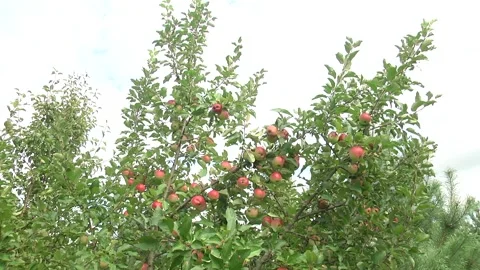 Shiny delicious apples hanging from a tree branch in an apple orchard Stock Footage 100331829