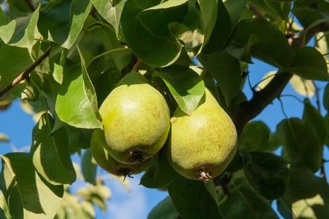 Shiny delicious pears hanging from a tree branch in the orchard.. Stock Photos