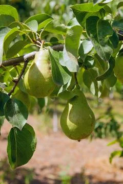 Shiny delicious pears hanging from a tree branch in the orchard.. Stock Photos
