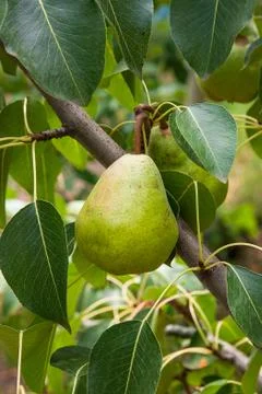 Shiny delicious pears hanging from a tree branch in the orchard.. Stock Photos