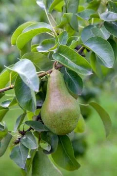 Shiny delicious pears hanging from a tree branch in the orchard.. Stock Photos