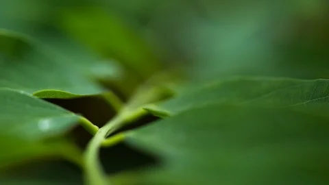 Shiny drop of water, Stock Footage 97759803