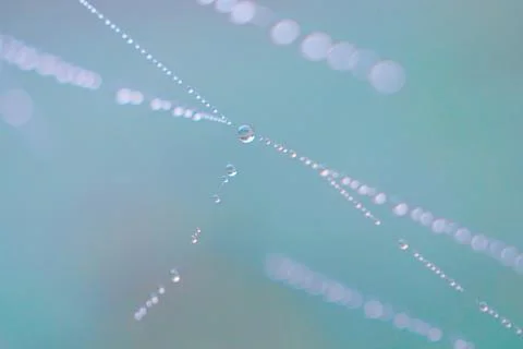 Shiny drops on the abstract spider web in the nature Stock Photos