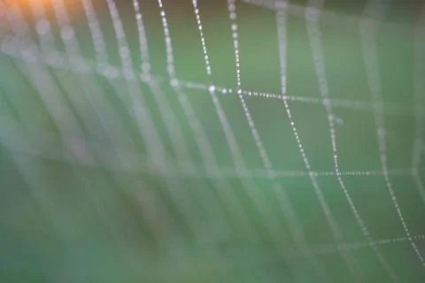 Shiny drops on the abstract spider web in the nature Stock Photos