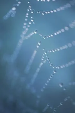 Shiny drops on the abstract spider web in the nature Stock Photos