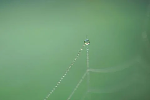 Shiny drops on the abstract spider web in the nature Stock Photos
