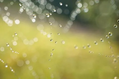 Shiny drops on the abstract spider web in the nature Stock Photos