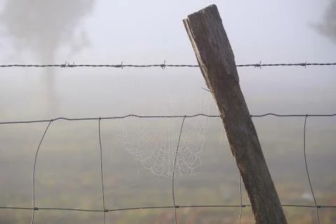 Shiny drops on the abstract spider web in the nature Stock Photos