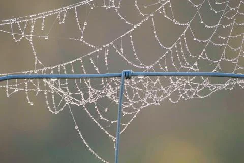 Shiny drops on the abstract spider web in the nature Stock Photos