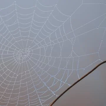 Shiny drops on the abstract spider web in the nature Stock Photos