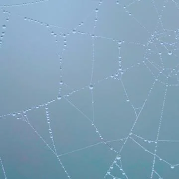 Shiny drops on the abstract spider web in the nature Stock Photos