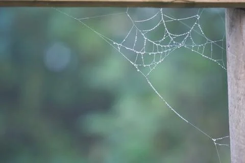 Shiny drops on the abstract spider web in the nature Foto stock