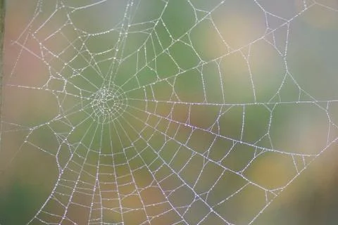Shiny drops on the abstract spider web in the nature Stock Photos