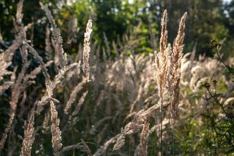 Shiny dry grass in sun backlight. Nature background. 스톡 사진