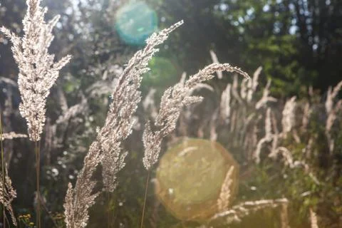 Shiny dry grass in sun backlight. Nature background. Stock Photos