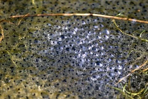 Shiny frog spawn swims in the pond Stock Photos