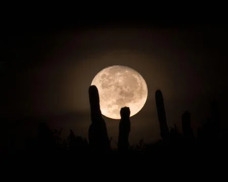 Shiny full moon setting across the desert with plants as foreground Photos