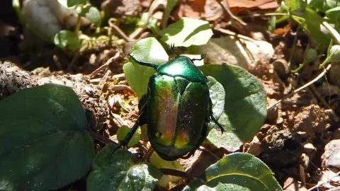 Shiny green beetle (Cotinis) walks across leaves in the woods on a sunny day Stock Footage 136315889