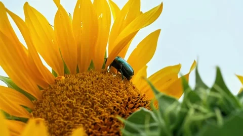 Shiny green beetle crawling on yellow sunflower Stock Footage 340757686