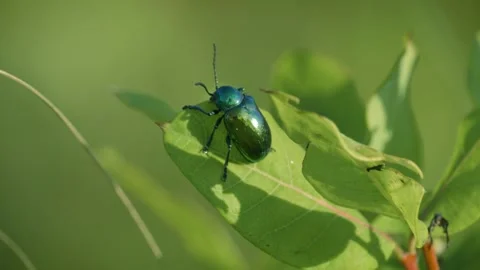Shiny green beetle with metallic shell perches on a leaf 動画素材 260153841