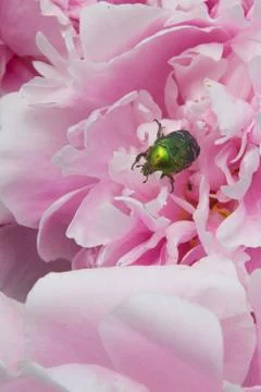 Shiny green beetle Stock Photos
