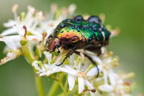 Shiny green beetle Free Stock Photos