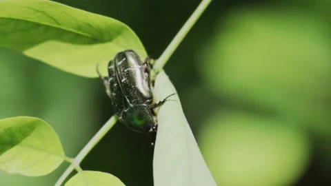 Shiny green beetle sits on a leaf and moves its paws Stock Footage 134255786